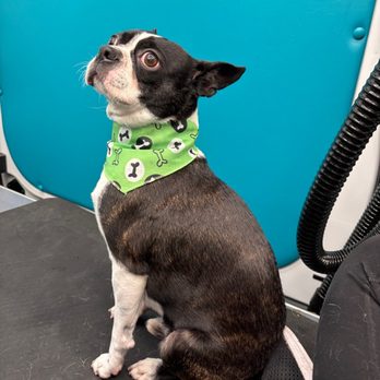 Woofie’s - Pet Groomers Near Me - McKinney, Texas Woofie’s - Pet Groomers Near Me - McKinney, Texas