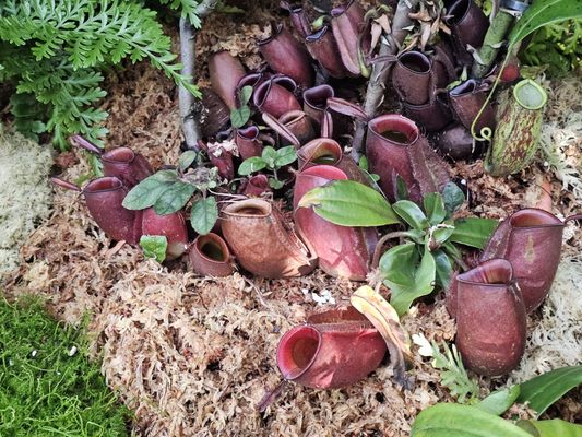 Butterfly Garden by null