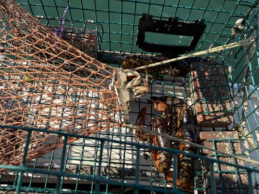 Lulu Lobster Boat Ride by null