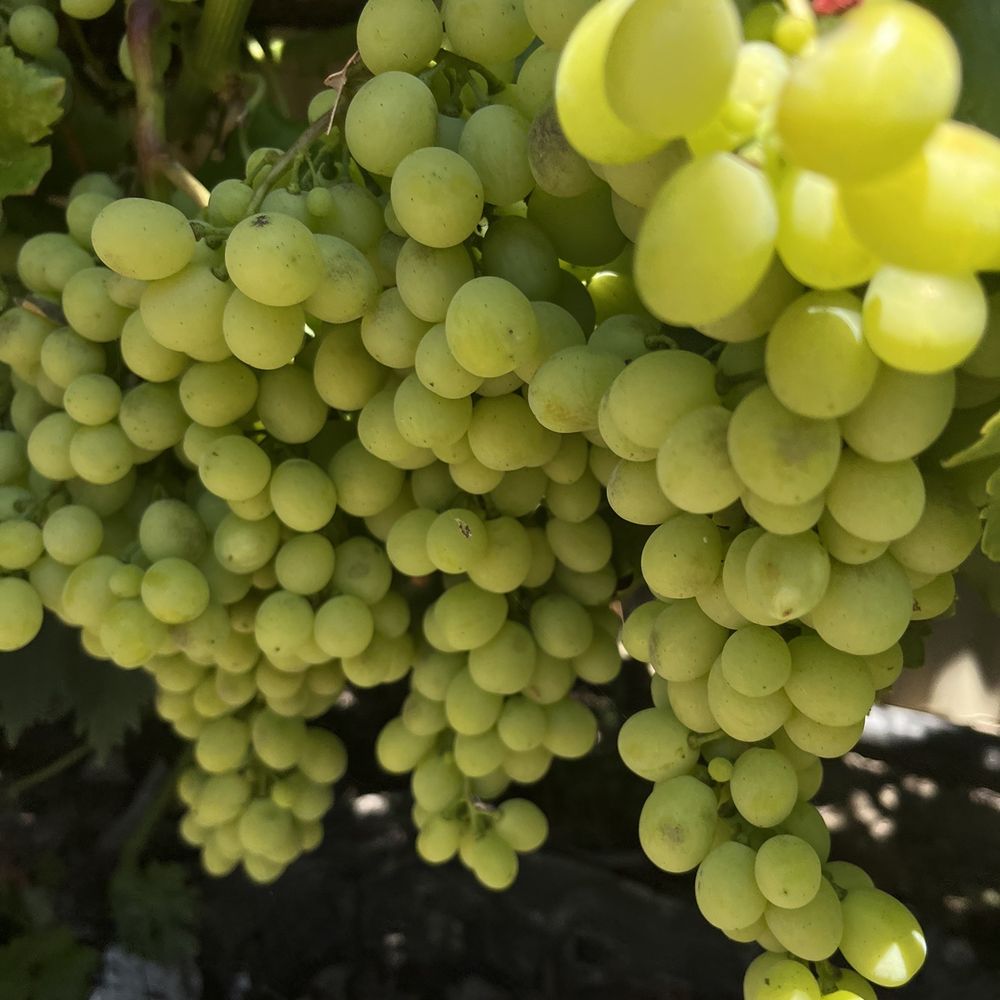 Square Peg Winery - Chardonnay - Wine Tasting Room Near Me - Sebastopol, California Square Peg Winery - Chardonnay - Wine Tasting Room Near Me - Sebastopol, California
