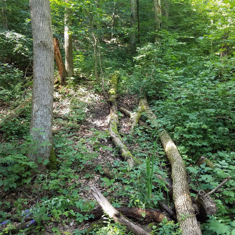 Starved Rock State Park - Parks Near Me - Utica, Illinois