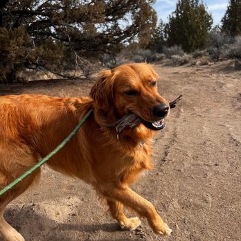 Pet Paradise - Pet Sitting Near Me - Bend, Oregon Pet Paradise - Pet Sitting Near Me - Bend, Oregon