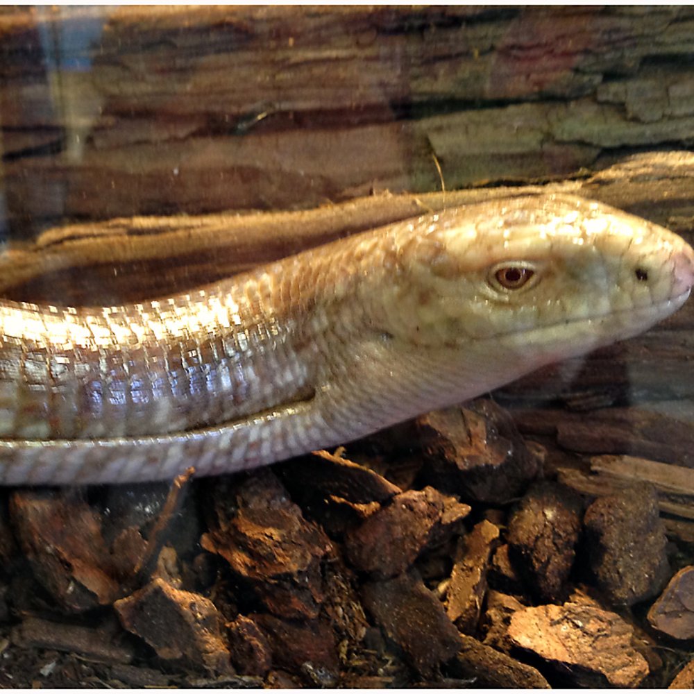 The Tye-Dyed Iguana - A leg less lizard - Reptile Shops Near Me - Fairview Heights, Illinois