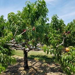 Peach orchard loaded with fruit! Peach orchard loaded with fruit!
