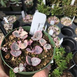 Half Moon Bay Nursery 383 Photos 190 Reviews Nurseries Half Moon Bay Nursery 383 Photos 190 Reviews Nurseries