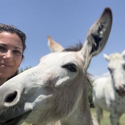 Diamond in the Ruffs Animal Wellness