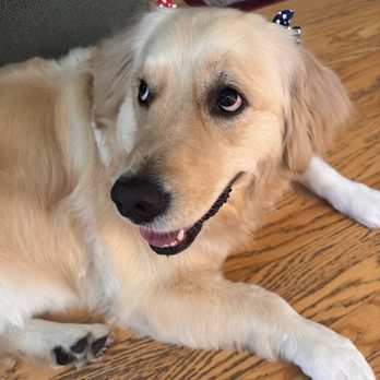 Dash Pet Pawlor - Luna's cute lil patriotic bows finishing touch is - Pet Groomers Near Me - Whittier, California Dash Pet Pawlor - Luna's cute lil patriotic bows finishing touch is - Pet Groomers Near Me - Whittier, California