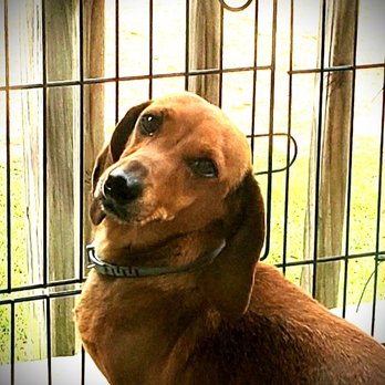 Deb's Dachshund Ranch - Pet Breeders Near Me - Hamilton, Alabama Deb's Dachshund Ranch - Pet Breeders Near Me - Hamilton, Alabama