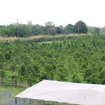 Hula Daddy Kona Coffee - Coffee trees. - Food Tours Near Me - Holualoa, Hawaii Hula Daddy Kona Coffee - Coffee trees. - Food Tours Near Me - Holualoa, Hawaii