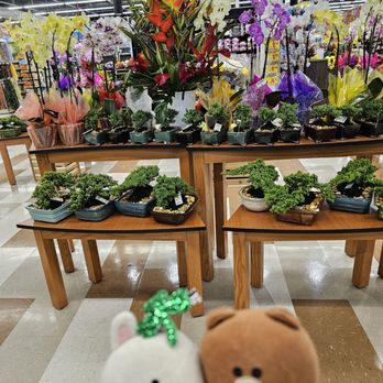 Don Don Donki - Bonsai plants, live orchids, and tropical flowers - International Grocery Near Me - Kapolei, Hawaii Don Don Donki - Bonsai plants, live orchids, and tropical flowers - International Grocery Near Me - Kapolei, Hawaii