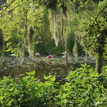 Brazos Bend State Park - Great views of birds - Parks Near Me - Needville, Texas Brazos Bend State Park - Great views of birds - Parks Near Me - Needville, Texas