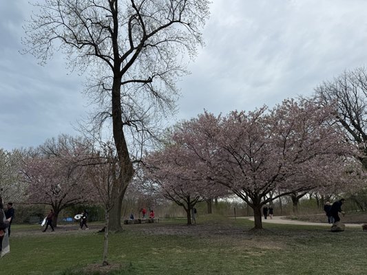 Jackson Park by null