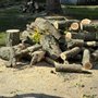 Randys Tree Trimming