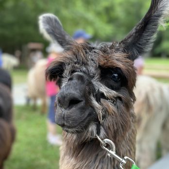 Ellaberry Llama Farm - Attraction Farms Near Me - Hendersonville, North Carolina Ellaberry Llama Farm - Attraction Farms Near Me - Hendersonville, North Carolina