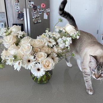 Flower Feelings - Cat-friendly sympathy flowers - Florists Near Me Flower Feelings - Cat-friendly sympathy flowers - Florists Near Me