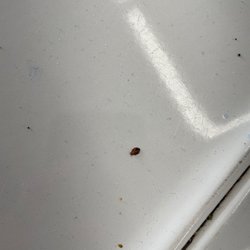 Cactus Laundromat - I googled what bed bugs look like, and seems to look like the bugs in and on this washer.