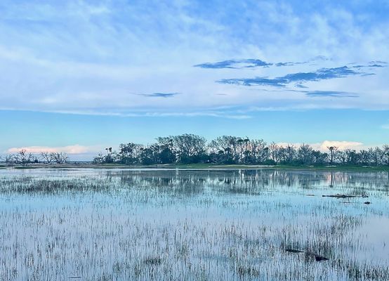 Botany Bay Heritage Preserve/Wildlife Management Area by null