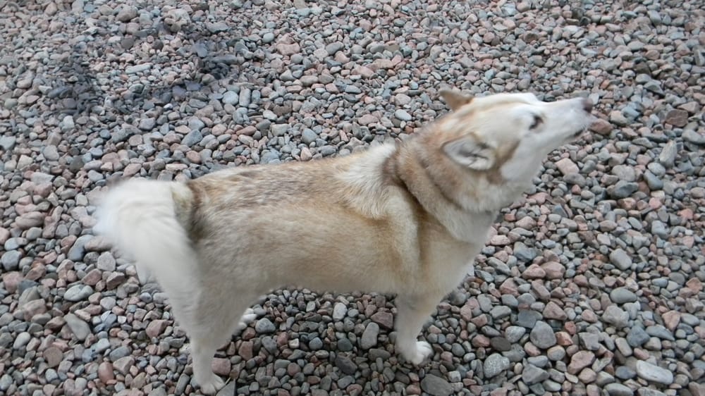 RED WOOF INN - Updated April 2024 - Request Information - 1870 Highway