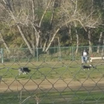 Toad Hollow Dog Park - Toby is so excited to get to this park!!! - Dog Parks Near Me - Davis, California
