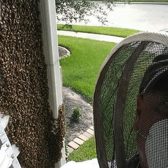 911 Honey Bee Removal - Mike Sexton "Da Bee Man" - Pest Control Near Me - Katy, Texas