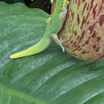 Foster Botanical Garden - Botanical Gardens Near Me - Honolulu, Hawaii