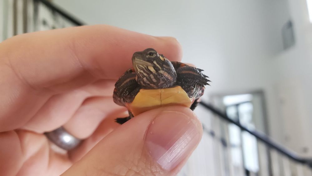 Captive Bred Reptile - reptile breeding in Galloway, NJ