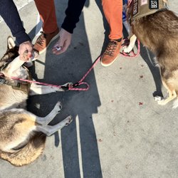 Camp Bow Wow - Baton Rouge - She left behind bloody pawprints.