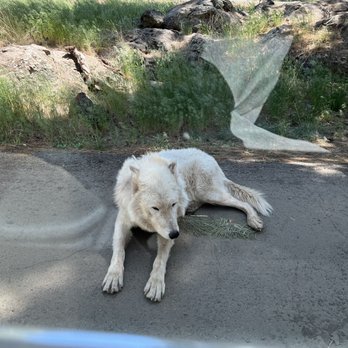 Bearizona - Zoos Near Me - Williams, Arizona Bearizona - Zoos Near Me - Williams, Arizona
