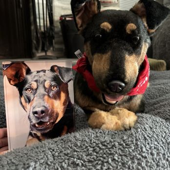 Cuddle Clones - Spartacus's Cuddle Clone - Pet Stores Near Me - Akron, Ohio