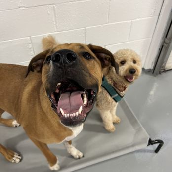 Paws Off Leash - Pet Boarding Near Me - Bellingham, Massachusetts
