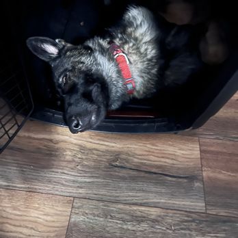 NorCal K9 Solutions - In the crate napping - Pet Training Near Me - Auburn, California NorCal K9 Solutions - In the crate napping - Pet Training Near Me - Auburn, California