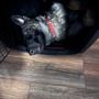 Photo of NorCal K9 Solutions