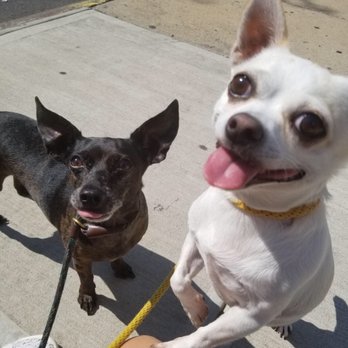 Happy Pups - Dog Walkers Near Me - Brooklyn, New York