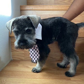 BarkBark Boutique - After of my handsome boy - Pet Groomers Near Me BarkBark Boutique - After of my handsome boy - Pet Groomers Near Me