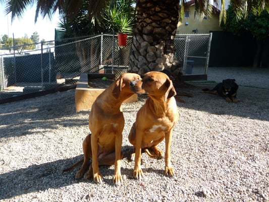 Pet Hotel / Boarding Los Angeles! - Ensure you have your furbaby taken cared of for this coming holiday season. Now scheduling call today!
Glen’s Dog Inn is a licensed dog kennel offering affordable dog boarding for the Los Angeles community.
We have been in business for 20+ years. We are are conveniently located directly off the 405 freeway three minutes north of LAX. Pet Hotel / Boarding Los Angeles! - Ensure you have your furbaby taken cared of for this coming holiday season. Now scheduling call today!
Glen’s Dog Inn is a licensed dog kennel offering affordable dog boarding for the Los Angeles community.
We have been in business for 20+ years. We are are conveniently located directly off the 405 freeway three minutes north of LAX.