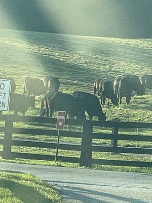 Manor Hill Brewing by null