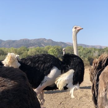 Ostrichland USA - Ostrich - Attraction Farms Near Me - Solvang, California Ostrichland USA - Ostrich - Attraction Farms Near Me - Solvang, California