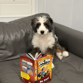 My Doodle Crush - Reading time with my boys - Pet Breeders Near Me My Doodle Crush - Reading time with my boys - Pet Breeders Near Me