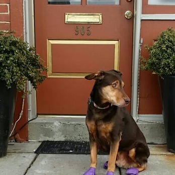 V-NO Wine Bar - My dog, Memphis, loves V-NO because the staff is so sweet to him. It's before 4:30, so he's waiting for it to open. - Wine Bars Near Me - Baltimore, Maryland V-NO Wine Bar - My dog, Memphis, loves V-NO because the staff is so sweet to him. It's before 4:30, so he's waiting for it to open. - Wine Bars Near Me - Baltimore, Maryland