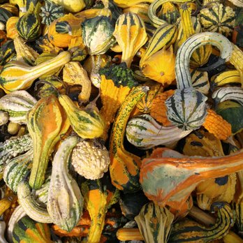 Homestead Farm - Colorful gourds! - Fruits & Veggies Near Me - Poolesville, Maryland