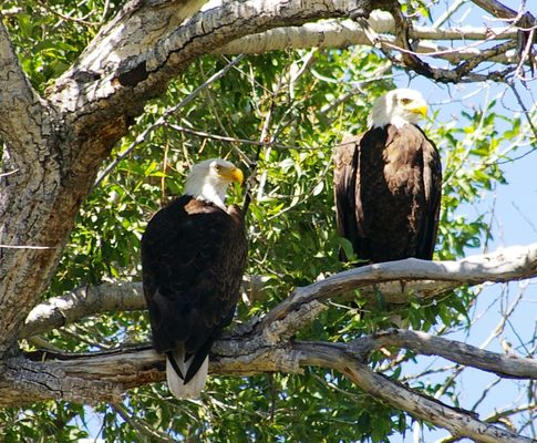 Madison Valley Ranch by null
