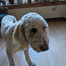 West Dakota Veterinary Clinic - Remi home àfter gvd surgery