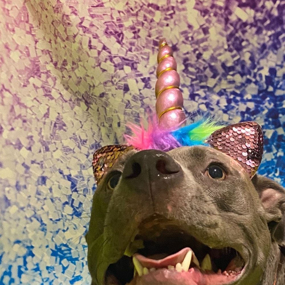 PetSuites Murfreesboro - Ellie the unicorn - Pet Training Near Me - Murfreesboro, Tennessee PetSuites Murfreesboro - Ellie the unicorn - Pet Training Near Me - Murfreesboro, Tennessee