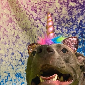 PetSuites Murfreesboro - Ellie the unicorn - Pet Training Near Me - Murfreesboro, Tennessee PetSuites Murfreesboro - Ellie the unicorn - Pet Training Near Me - Murfreesboro, Tennessee