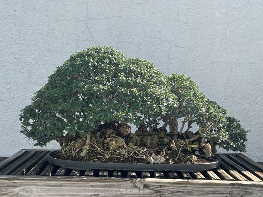 National Bonsai & Penjing Museum by null