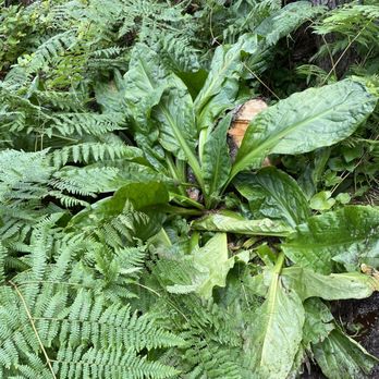 Cape Lookout State Park - Hike vegetation - Parks Near Me - Tillamook, Oregon Cape Lookout State Park - Hike vegetation - Parks Near Me - Tillamook, Oregon