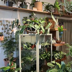 Maricopa Botanicals - Great healthy looking plants