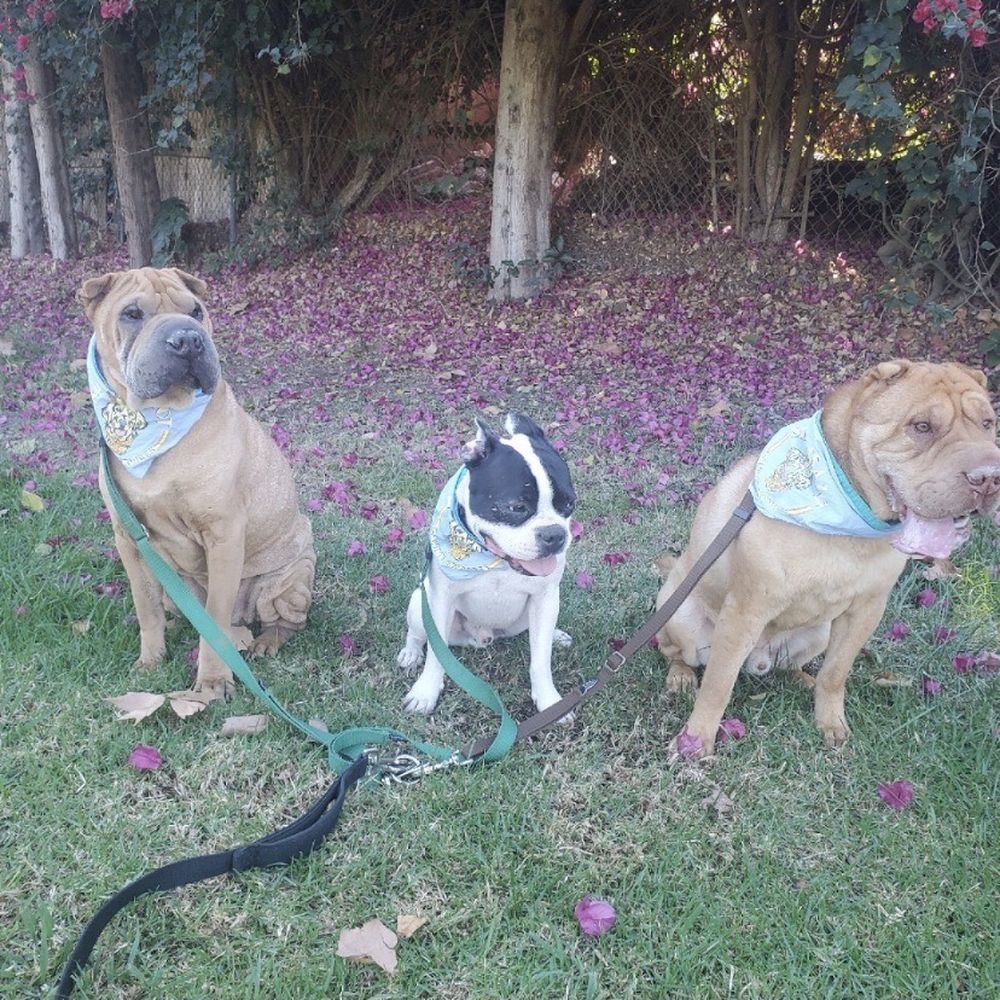 My three convicts..... My three convicts.....