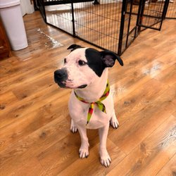 Teg's Canine Clippery - Fonz is clean and dapper for his big adoption event!
