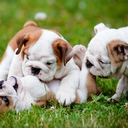 Cutesy bulldogs - Do you like us?
